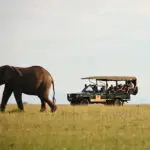 With prime settings in wildlife hotspots, Cheli & Peacock emphasises the safari experience.