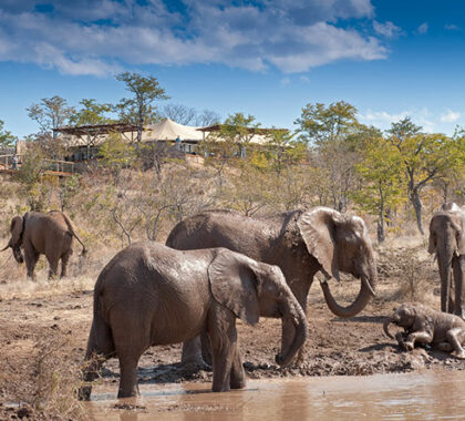 Set close to Victoria Falls, The Elephant Camp certainly lives up to its name!