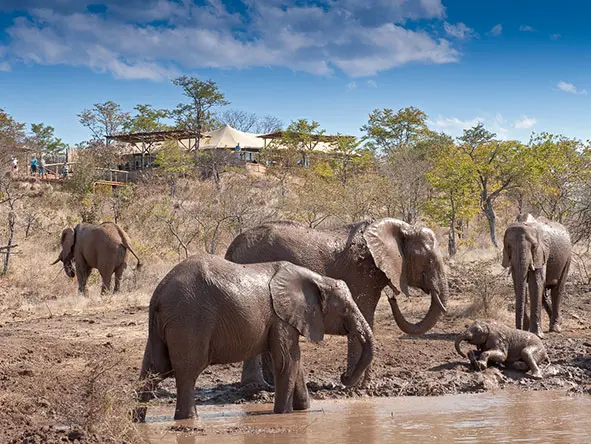 Set close to Victoria Falls, The Elephant Camp certainly lives up to its name!