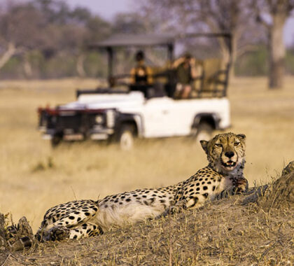You'll be on the lookout for big cats at Little Makalolo, an exclusive camp hidden away in Hwange.