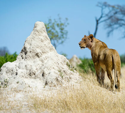 Little Makalolo sits near a popular waterhole, often used by lions to ambush their antelope prey.