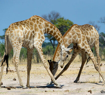 Battling males giraffes add an unusual twist to a Hwange game drive.