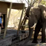 Zarafa Camp's iconic Selinda location is right in the heart of 'elephant country'; it's no surprise you'll see them in camp often!