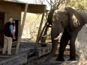 Zarafa Camp's iconic Selinda location is right in the heart of 'elephant country'; it's no surprise you'll see them in camp often!