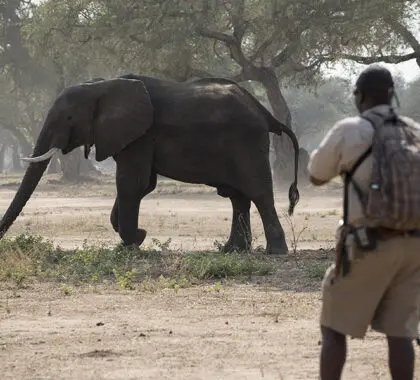 Walking safaris with knowledge guides are on offer at Zambezi Expeditions.