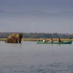 Obtenga una perspectiva diferente de la vida salvaje durante un aventurero safari en canoa.