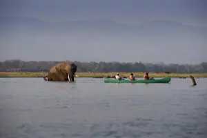 Get a different perspective of the wildlife during an adventurous canoe safari.