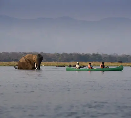 Get a different perspective of the wildlife during an adventurous canoe safari.
