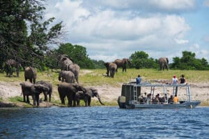 Safaris en barco.