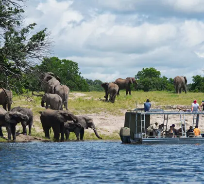 Boat-based safaris.