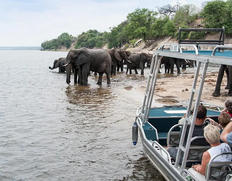 zambezi-queen-game-viewing