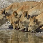 Avistamiento de animales desde el río.