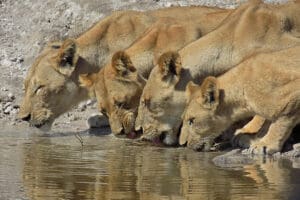 Avistamiento de animales desde el río.