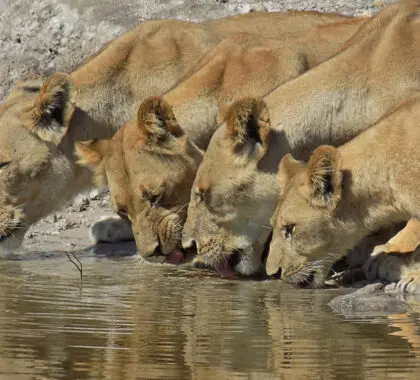 Game viewing from the river.