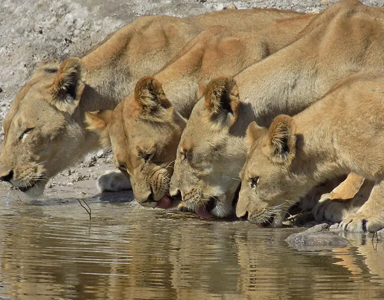 Game viewing from the river.