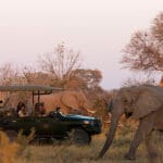 Zarafa se encuentra en la reserva de Selinda, hogar de épicos avistamientos de animales y enormes cantidades de elefantes.