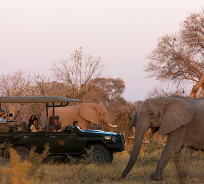 Zarafa is set in the Selinda Reserve, home to epic game viewing & huge numbers of elephants.
