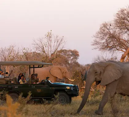 Zarafa se encuentra en la reserva de Selinda, hogar de épicos avistamientos de animales y enormes cantidades de elefantes.