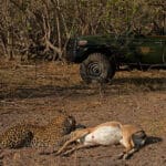 Selinda, un enclave rico en animales, es un paraíso para los depredadores y famoso por sus avistamientos de grandes felinos.