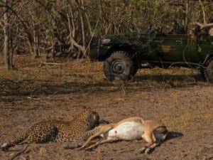 Selinda, un enclave rico en animales, es un paraíso para los depredadores y famoso por sus avistamientos de grandes felinos.