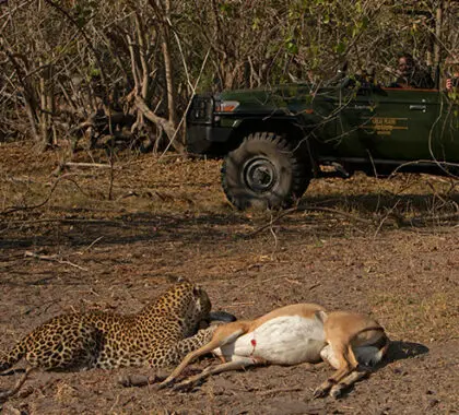 Selinda, un enclave rico en animales, es un paraíso para los depredadores y famoso por sus avistamientos de grandes felinos.