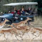 Experimente la emoción de ver la vida salvaje en acción durante su safari.