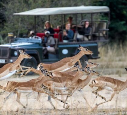 Experience the thrill of watching wildlife in action during your game drive.