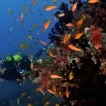 Explore the reef.