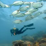 Scuba diving in the Indian Ocean.