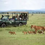 Recorridos por el Serengeti.
