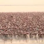 andBeyond Lake Manyara Tree Lodge Flamingos Tanzania.