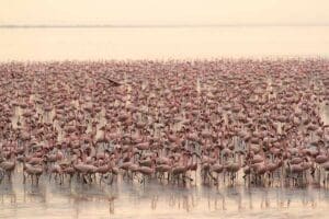 andBeyond Lake Manyara Tree Lodge Flamingos Tanzania.
