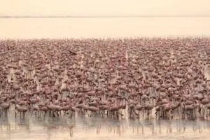 Flamingos at Lake Manyara.