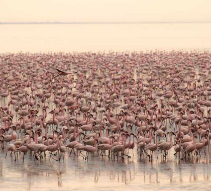 Flamingos at Lake Manyara.