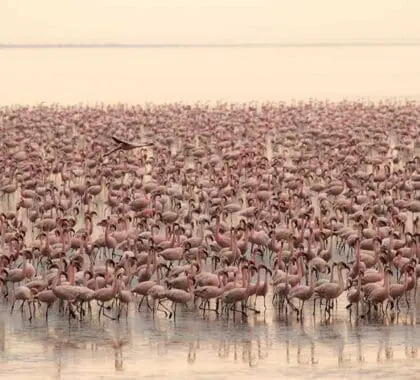 Flamencos en el lago Manyara.