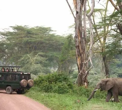 Recorrido en coche por el Ngorongoro Crater Lodge.