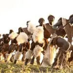 Zulu cultural dance.