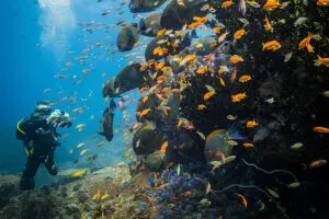 Buceo alrededor de la isla de Benguerra.