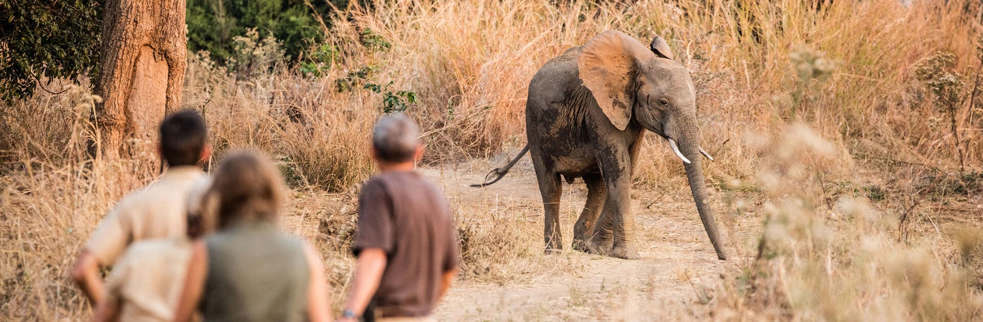banner-ciclismo-safari-con-elefante