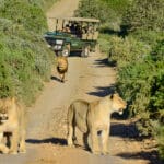 Recorridos por la Reserva Privada de Caza de Shamwari.