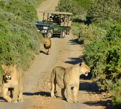 Recorridos por la Reserva Privada de Caza de Shamwari.