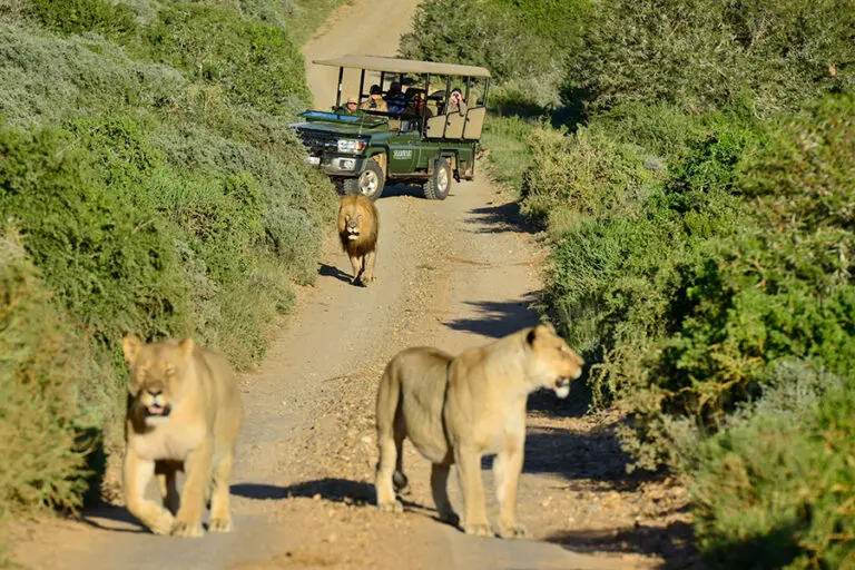 Game drives through the Shamwari Private Game Reserve.