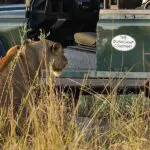 Lion sighting. 