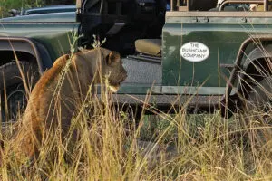 Lion sighting. 