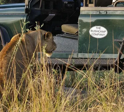 Lion sighting. 