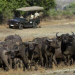 Safari.