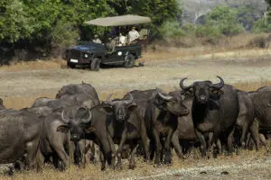 Safari.