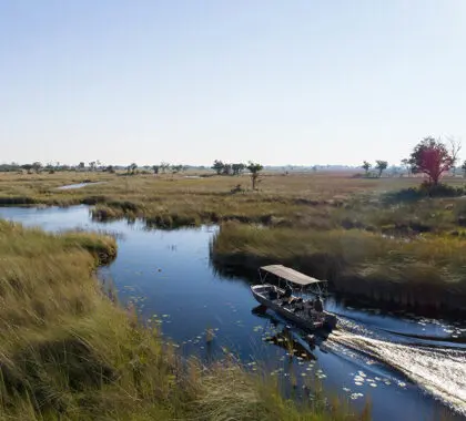 Explore the untamed nature of Moremi Game Reserve.