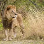 Exceptional wildlife sightings at Camp Moremi. 