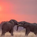 Elefantenbullen im Kampf vor dem Chada Katavi Camp bei Sonnenuntergang.